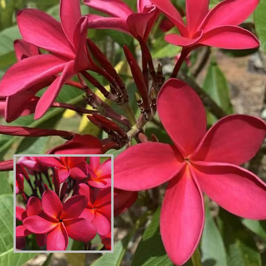 Red Colour Kat Chapa Champa Plumeria Flower Plant (1-2 Feet Height)
