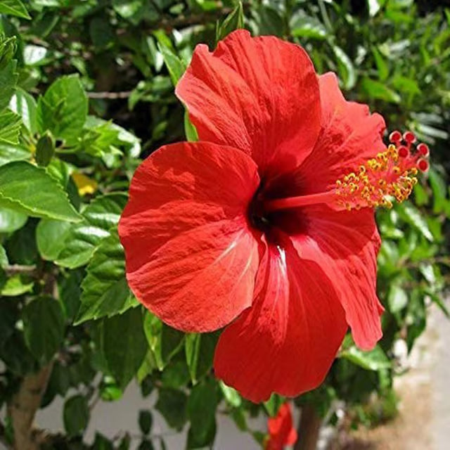 Red Color Desi Puja Hibiscus Joba Gudhal Flower Plant (1-2 Feet Height)