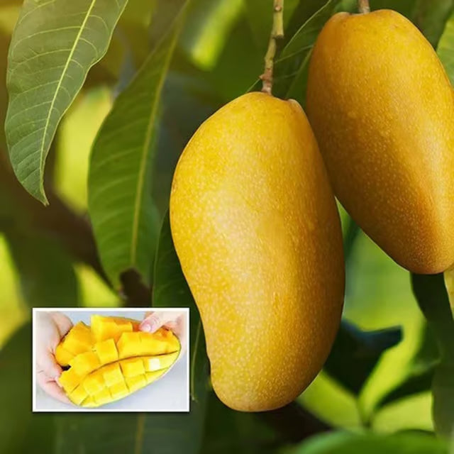 Langra King Of Mango Aam Grafted Fruit Plant (1.5-3 Feet Height)