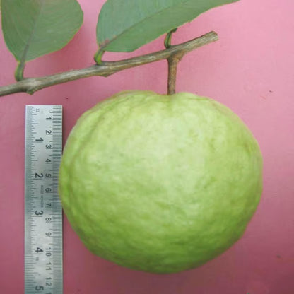 VNR Bihi Guava Amrood Layering/Grafted Fruit Plant