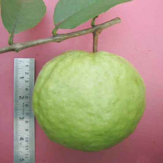 VNR Bihi Guava Amrood Layering/Grafted Fruit Plant (1.5-3 Feet Height)