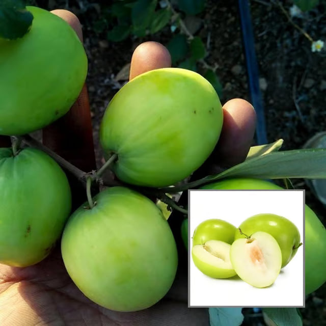 B U Green Apple Ber Jujube Kul Grafted Fruit Plant