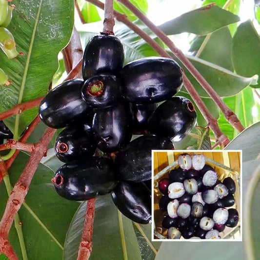 Seedless Black Jamun Jambolan Jam Grafted Fruit Plant