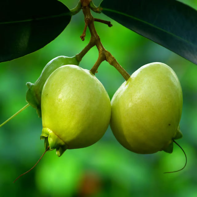 Rose Apple Gulab Jamun Layering/Grafted Fruit Plant (1.5-3 Feet Height)