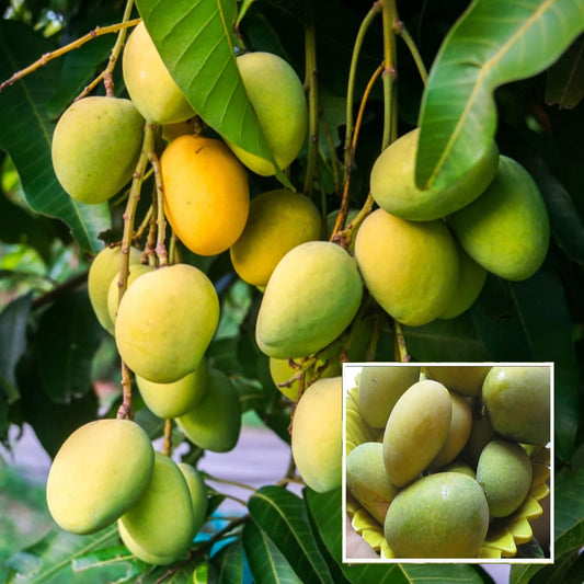 Jardalu Mango Aam Grafted Fruit Plant (1.5-3 Feet Height)