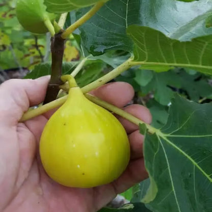 Yellow Fig Anjeer Layering/Grafted Fruit Plant (1-2 Feet Height)