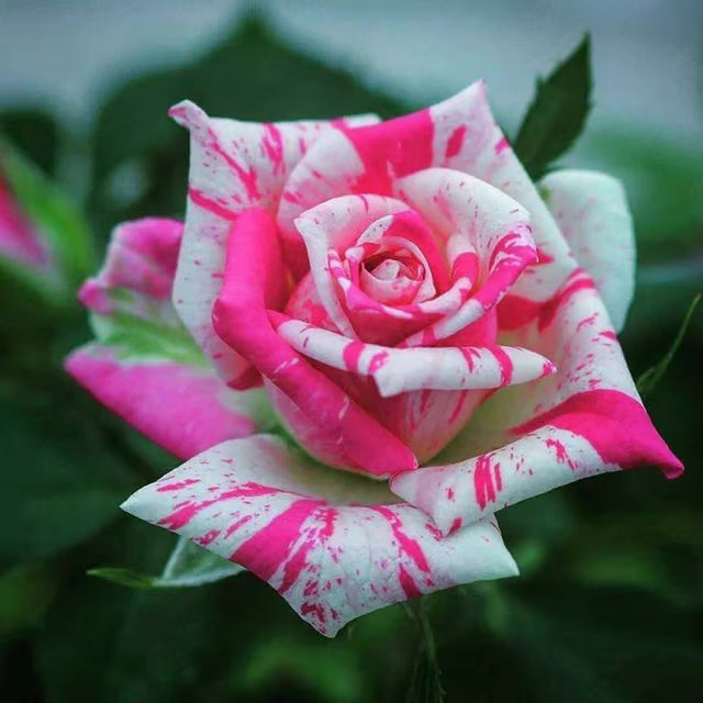 Bi-Color Rose Fragrant Flower Plant