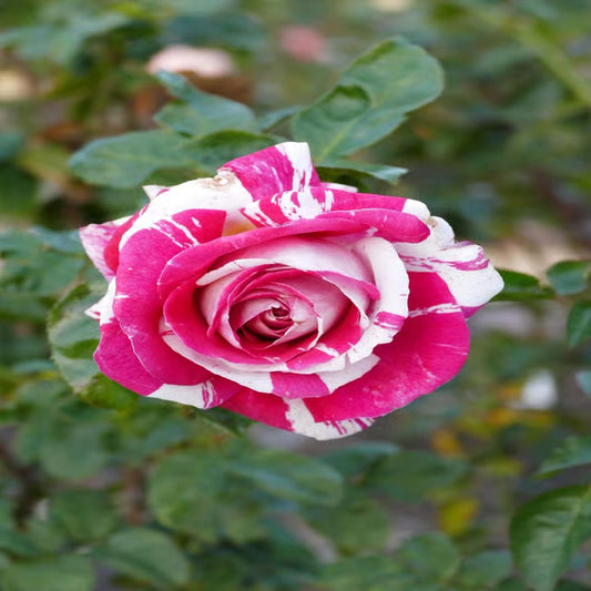 Bi-Color Rose Fragrant Flower Plant (1-2 Feet Height)