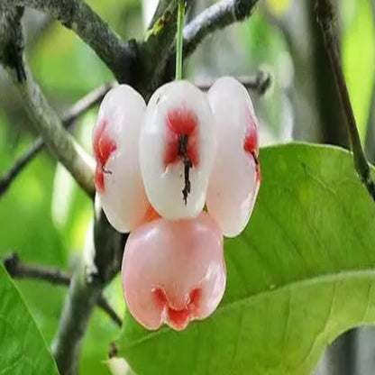 Mixed Wax Apple Water Apple Java Apple Jamrul Chamba Layering/Grafted Fruit Plant