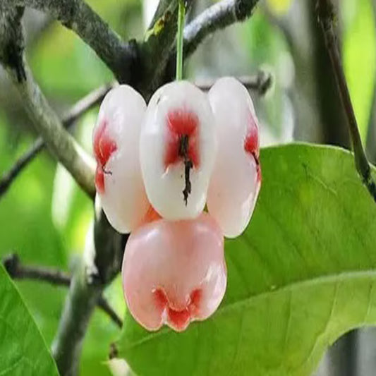 Mixed Wax Apple Water Apple Java Apple Jamrul Chamba Layering/Grafted Fruit Plant (1.5-3 Feet Height)