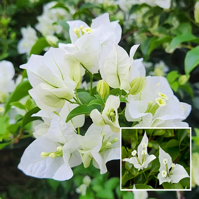 White Colour Bougainvillea Kagoj Ful Shrubs Flower Plant