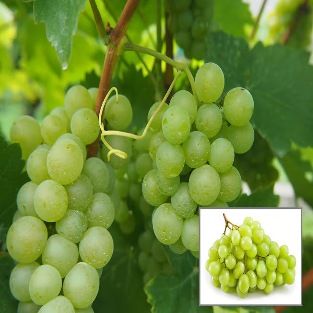 Green Grapes Angoor Layering/Grafted Fruit Plant