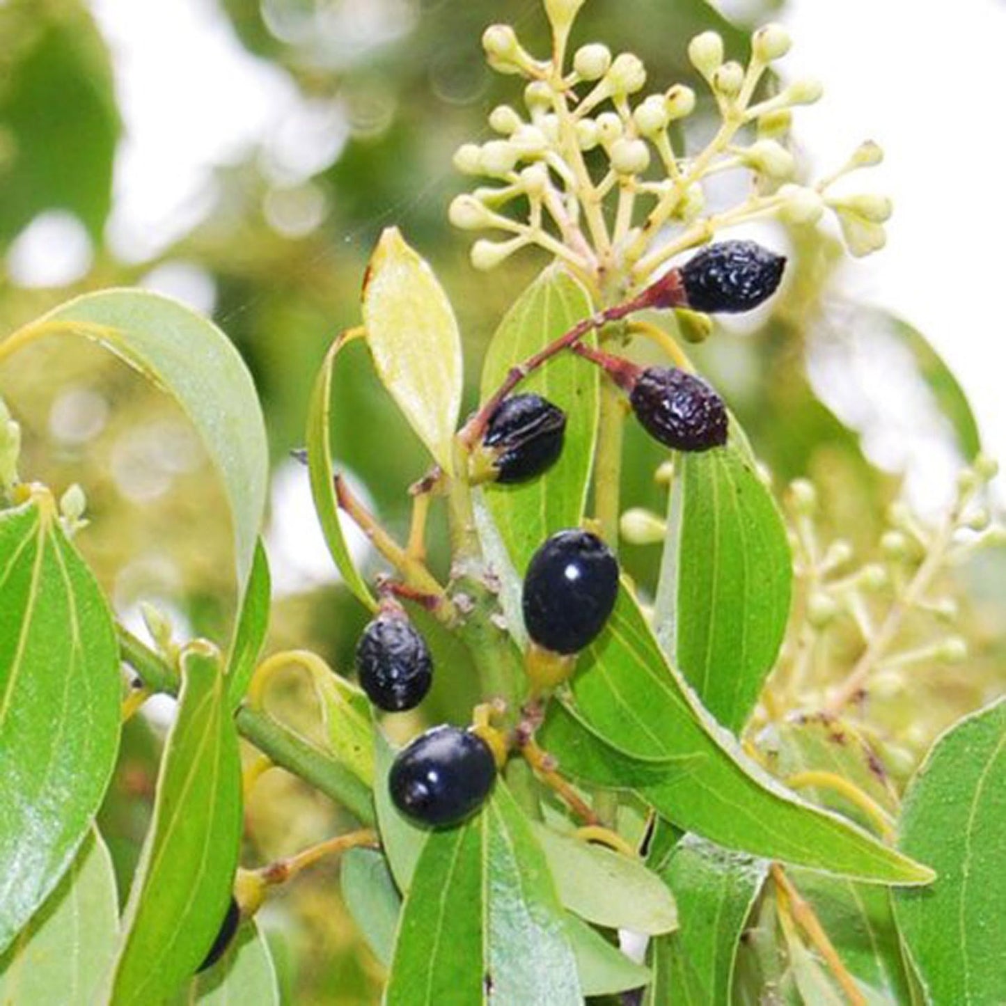 Dal Chini Karuvapatta Cinnamon Spice Plant (1.5-3 Feet Height)