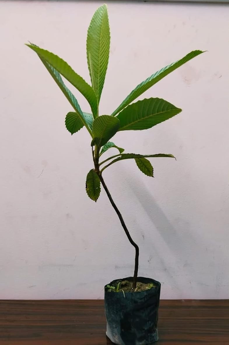 Elephant Apple Chalta Dillenia Indica Fruit Plant (1.5-3 Feet Height)