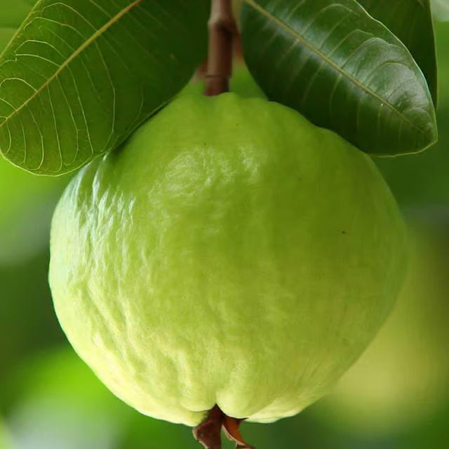 Super Kiran Thai 5 Guava Amrood Layering/Grafted Fruit Plant