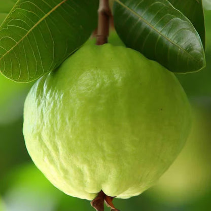 Super Kiran Thai 5 Guava Amrood Layering/Grafted Fruit Plant