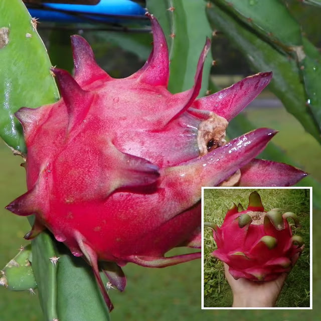 Red Siam Dragon Fruit Cutting/Grafted Fruit Plant