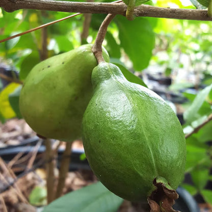 Mexican Cream Guava Amrood Layering/Grafted Fruit Plant