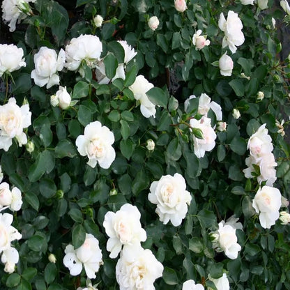 White Rose Fragrant Flower Plant (1-2 Feet Height)