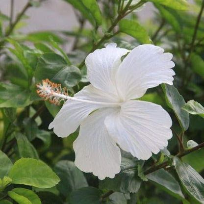 White Colour Hibiscus Joba Gudhal Flower Plant (1-2 Feet Height)