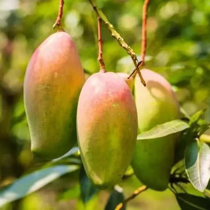 Red Rose Gulab Khas Madrazi Golapkhas Mango Aam Grafted Fruit Plant
