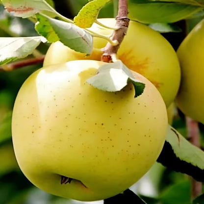 Hariman 99 Low Chill Tropical Apple Seb Grafted Fruit Plant (1.5-3 Feet Height)