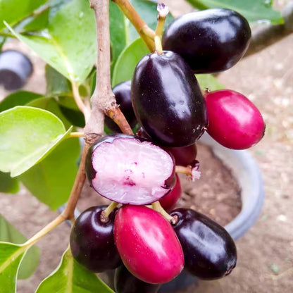 Seedless Black Jamun Jambolan Jam Grafted Fruit Plant