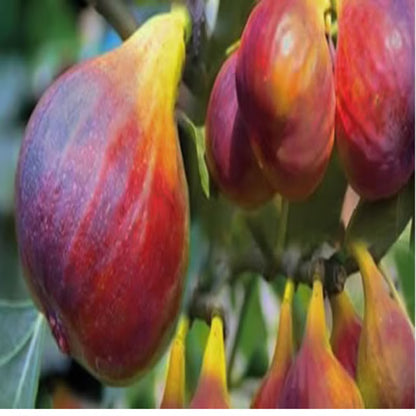 Red Israel Khurtmani Fig Anjeer Layering/Grafted Fruit Plant