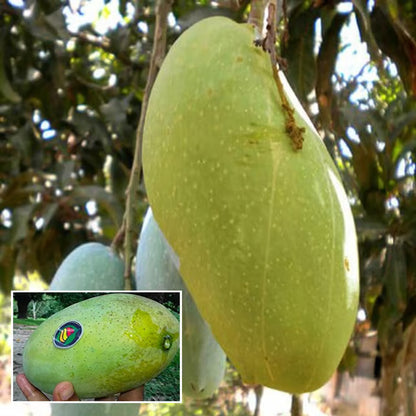 Malda Fazli Mango Aam Grafted Fruit Plant