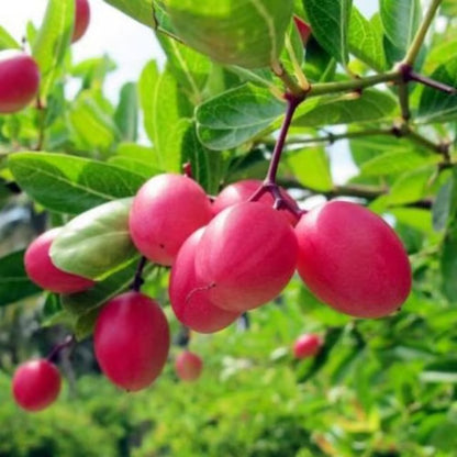 Karonda Carissa Carandas Cherry Cherries Layering/Grafted Plant
