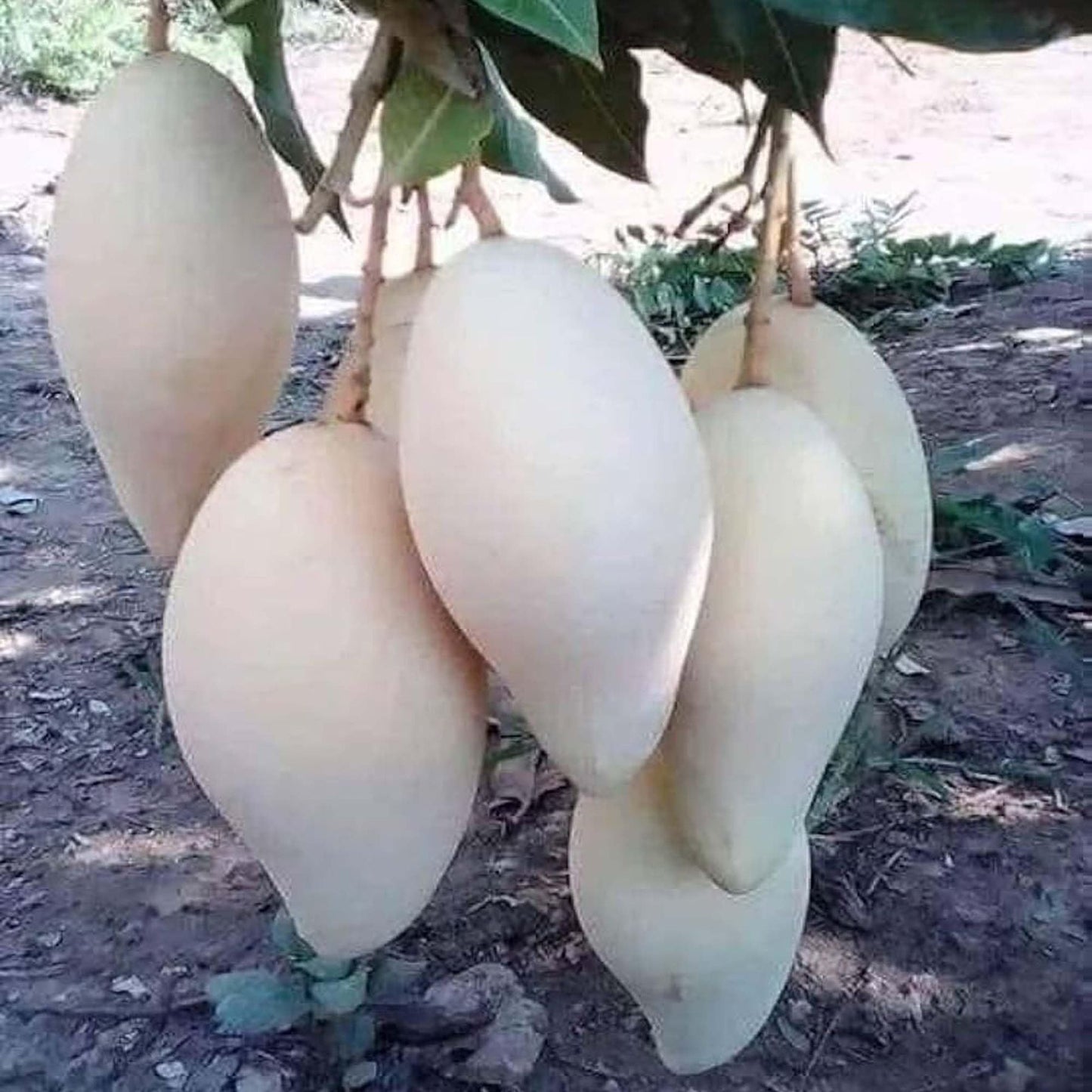 Thai Nam Dok Mai All Time Mango Aam Grafted Fruit Plant