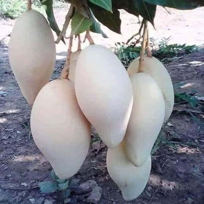 Thai Nam Dok Mai All Time Mango Aam Grafted Fruit Plant