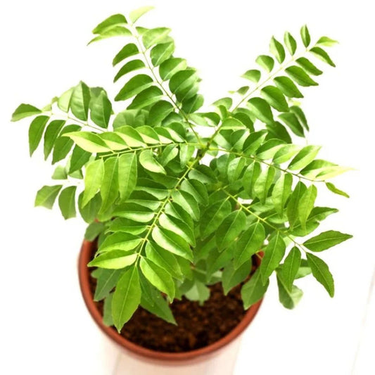 Curry Leaves Kadi Patta Murraya koenigii Meetha Neem Plant (1-2 Feet Height)