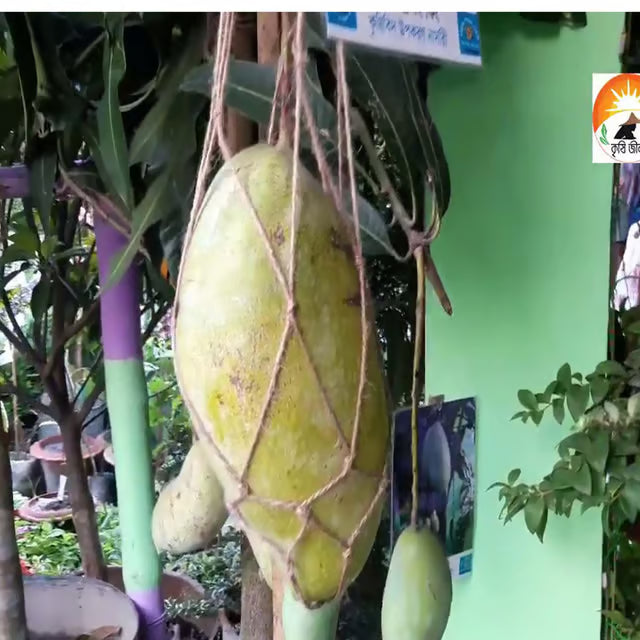 Brunei King Mango Aam Grafted Fruit Plant (1.5-3 Feet Height)