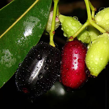 Thai Black Jamun Jambolan Jam Grafted Fruit Plant