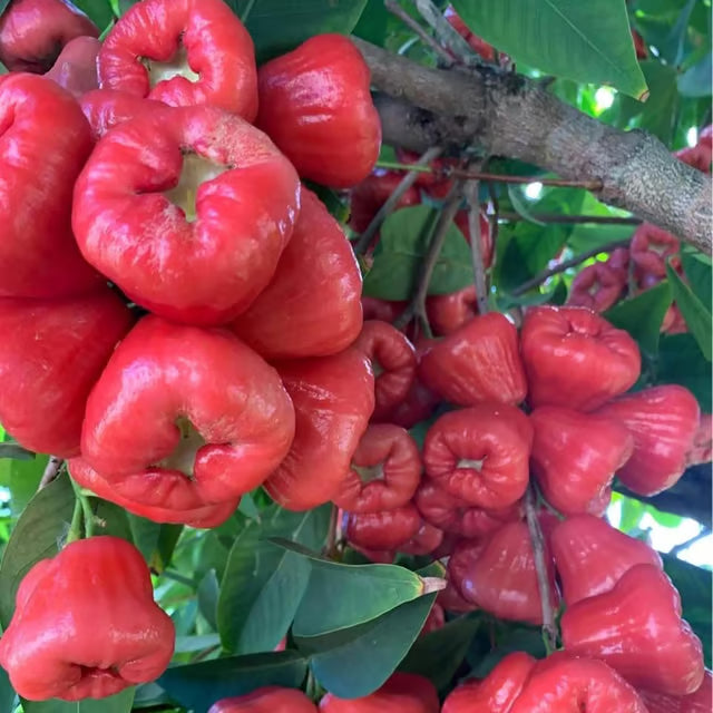 Red Wax Apple Water Apple Java Apple Jamrul Chamba Layering/Grafted Fr ...