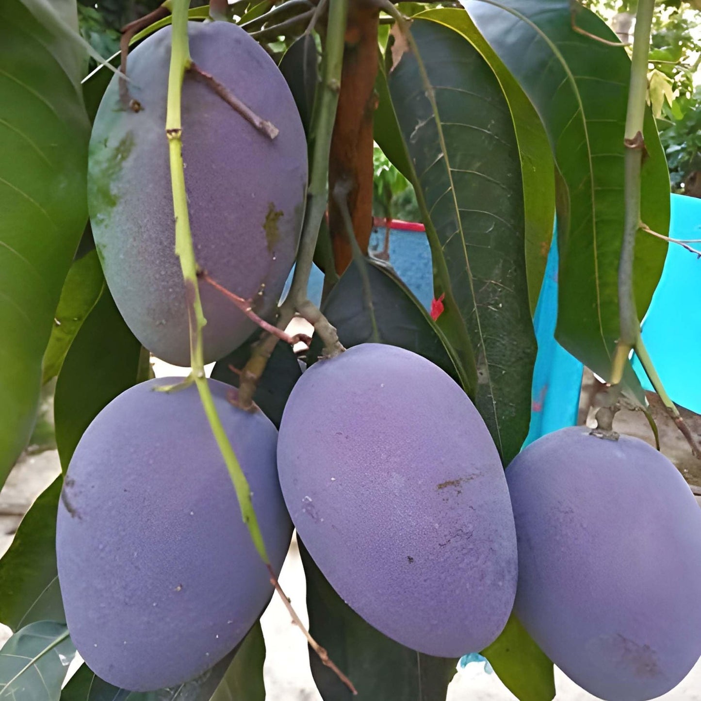 Blue Mango Aam Grafted Fruit Plant