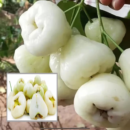 White Wax Apple Water Apple Java Apple Jamrul Chamba Layering/Grafted Fruit Plant