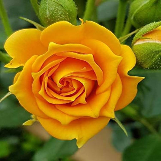 Yellow Rose Fragrant Flower Plant (1-2 Feet Height)