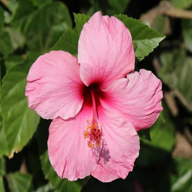 Pink Colour Hibiscus Joba Gudhal Flower Plant (1-2 Feet Height)