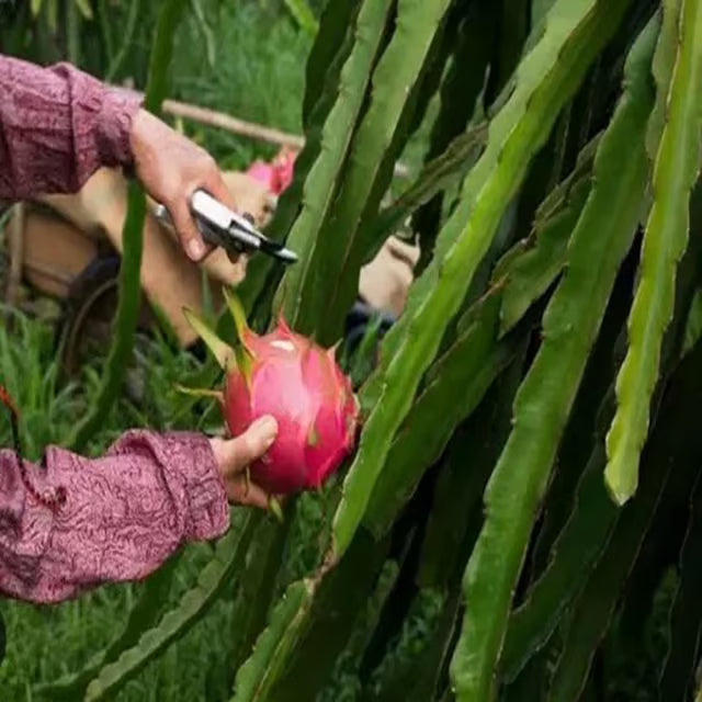 Red Siam Dragon Fruit Cutting/Grafted Fruit Plant