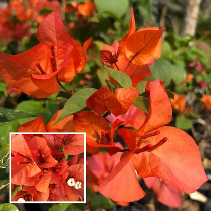 Orange Colour Bougainvillea Kagoj Ful Shrubs Flower Plant (1-2 Feet Height)