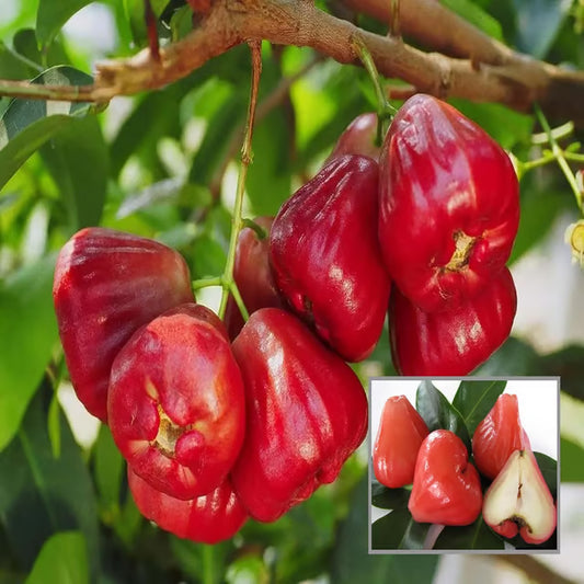 Red Wax Apple Water Apple Java Apple Jamrul Chamba Layering/Grafted Fruit Plant