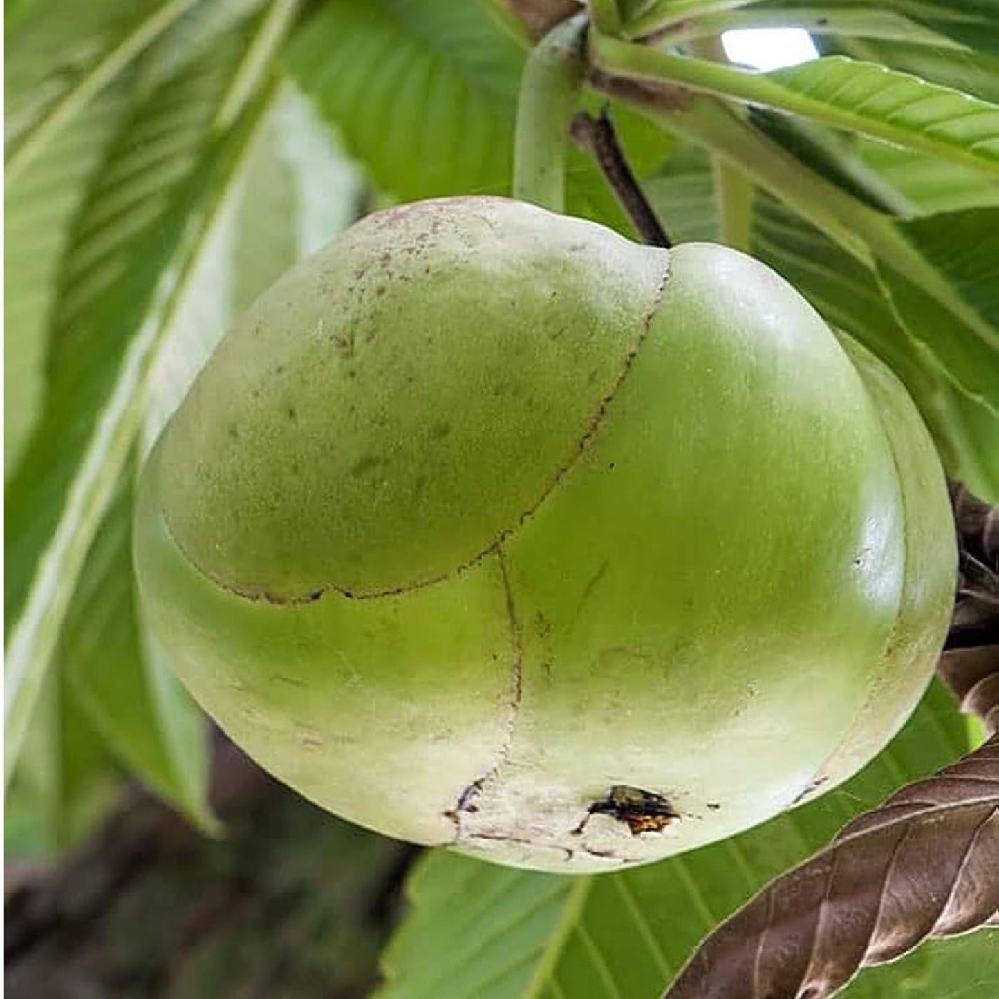 Elephant Apple Chalta Dillenia Indica Fruit Plant (1.5-3 Feet Height)