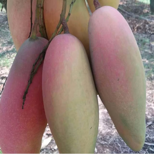 Thai Chiang Mai Mahachanok Mango Aam Grafted Fruit Plant (1.5-3 Feet Height)