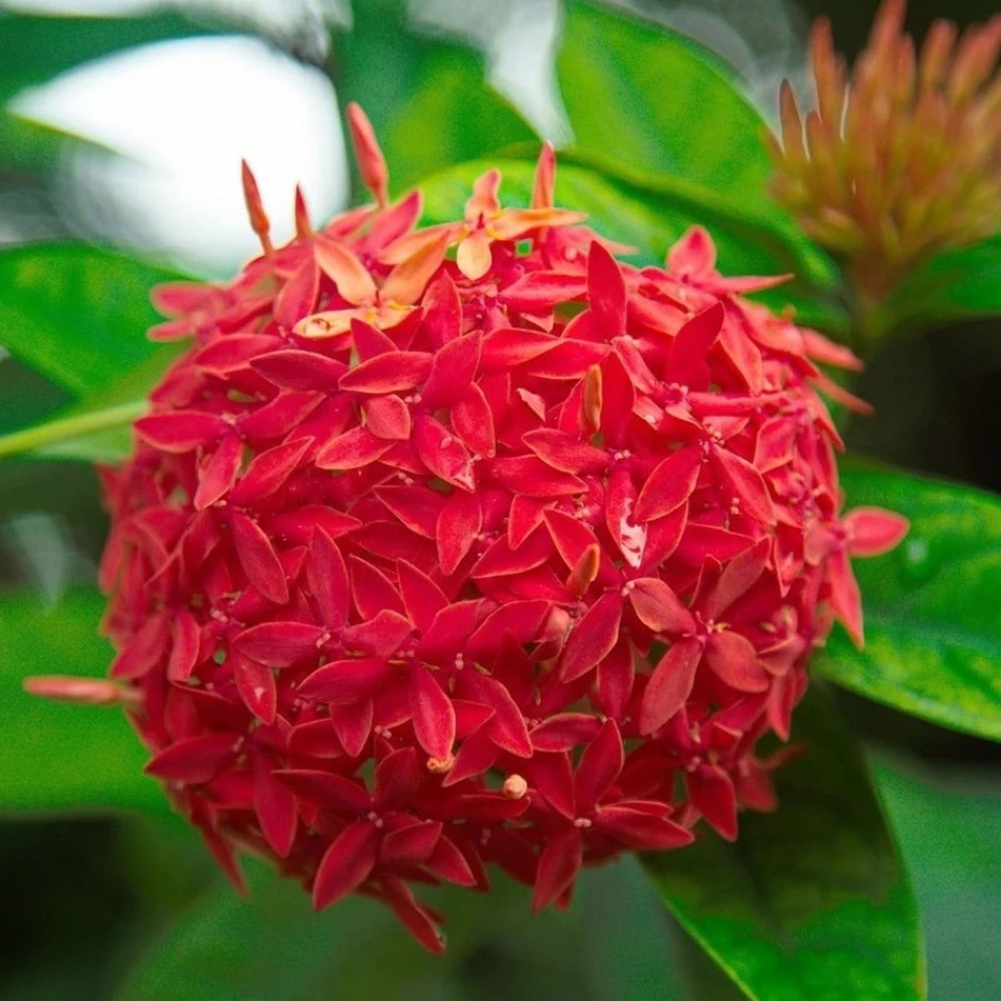 Red Colour Ixora Rukmini Rangan Flower Shrubs Plant (1.5-3 Feet Height)
