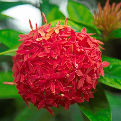 Red Colour Ixora Rukmini Rangan Flower Shrubs Plant (1.5-3 Feet Height)