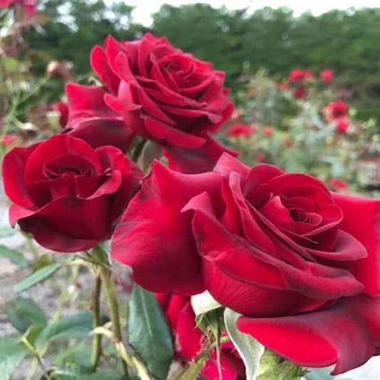 Red King Of Rose Fragrant Flower Plant (1-2 Feet Height)