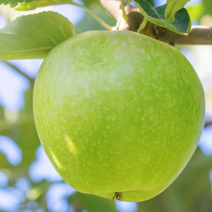 Granny Smith Green Apple Seb Grafted Fruit Plant (1.5-3 Feet Height)