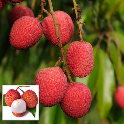 Bombai Litchi Lychee Layering/Grafted Fruit Plant